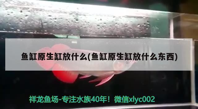 魚缸原生缸放什么(魚缸原生缸放什么東西) 銀龍魚