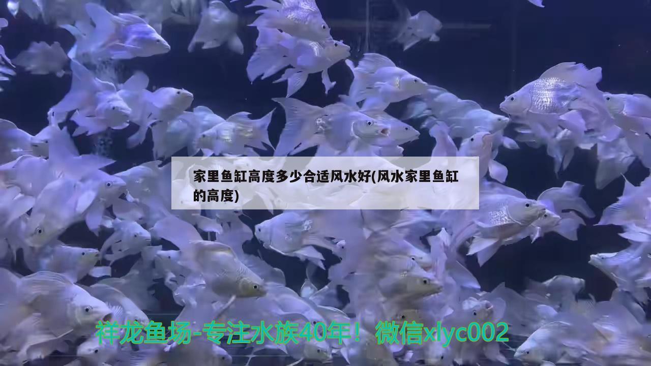 家里魚缸高度多少合適風(fēng)水好(風(fēng)水家里魚缸的高度) 魚缸風(fēng)水