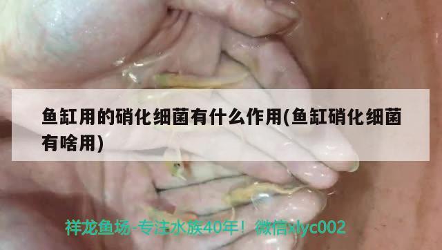 魚(yú)缸用的硝化細(xì)菌有什么作用(魚(yú)缸硝化細(xì)菌有啥用) 硝化細(xì)菌