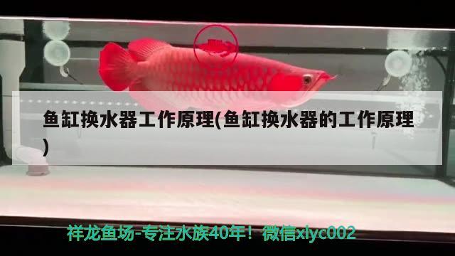 魚缸換水器工作原理(魚缸換水器的工作原理) 綠皮皇冠豹魚