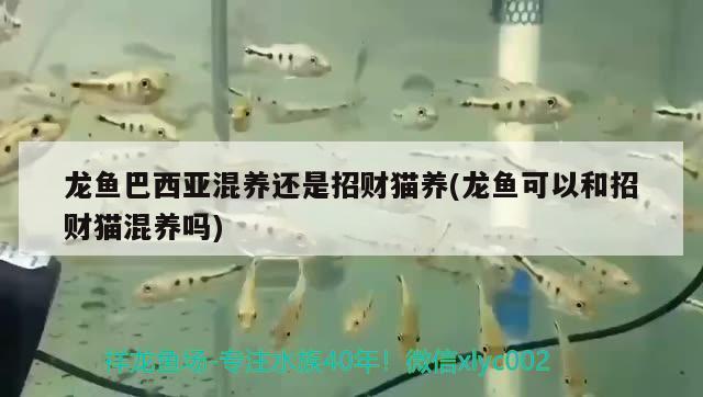 養(yǎng)鸚鵡魚注意什么，熱帶魚怎么產(chǎn)卵 鸚鵡魚 第2張