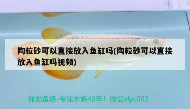 陶粒砂可以直接放入魚缸嗎(陶粒砂可以直接放入魚缸嗎視頻) 廣州觀賞魚魚苗批發(fā)市場(chǎng)