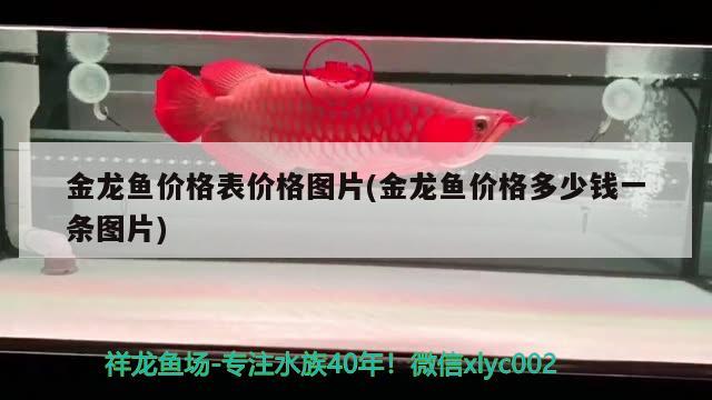 金龍魚(yú)價(jià)格表價(jià)格圖片(金龍魚(yú)價(jià)格多少錢一條圖片)