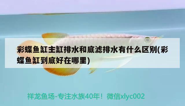 南京天天園林工程有限公司 麥肯斯銀版魚 第2張