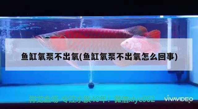 魚缸氧泵不出氧(魚缸氧泵不出氧怎么回事) 帝王三間魚