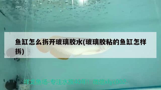 黑珍珠鳉魚(yú)價(jià)格：黑珍珠魚(yú)是海魚(yú)嗎 觀賞魚(yú) 第2張