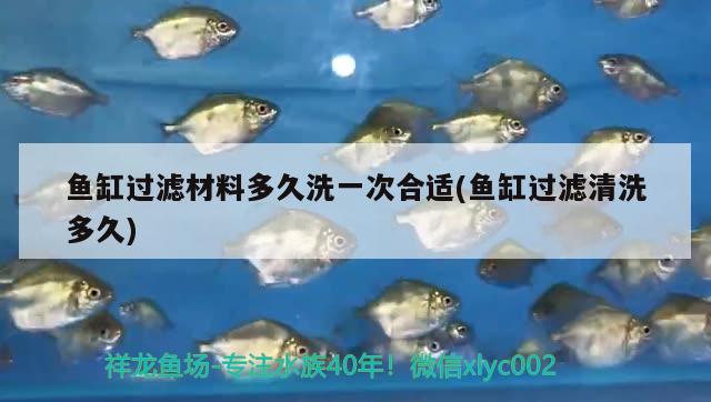 魚缸過濾材料多久洗一次合適(魚缸過濾清洗多久) 蘇虎苗（蘇門答臘虎魚苗）