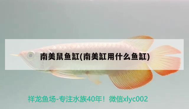 南美鼠魚缸(南美缸用什么魚缸) 七紋巨鯉魚