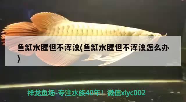 黑珍珠鳉魚(yú)價(jià)格：黑珍珠魚(yú)是海魚(yú)嗎 觀賞魚(yú) 第1張