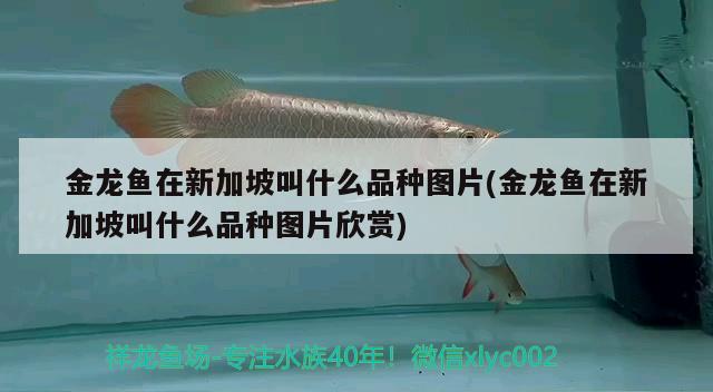 龍魚混養(yǎng)最佳伴侶魚魚和什么魚混養(yǎng)最佳，龍魚和什么魚一起養(yǎng)合適？