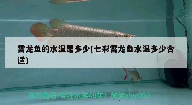 雷龍魚(yú)的水溫是多少(七彩雷龍魚(yú)水溫多少合適) 胭脂孔雀龍魚(yú)