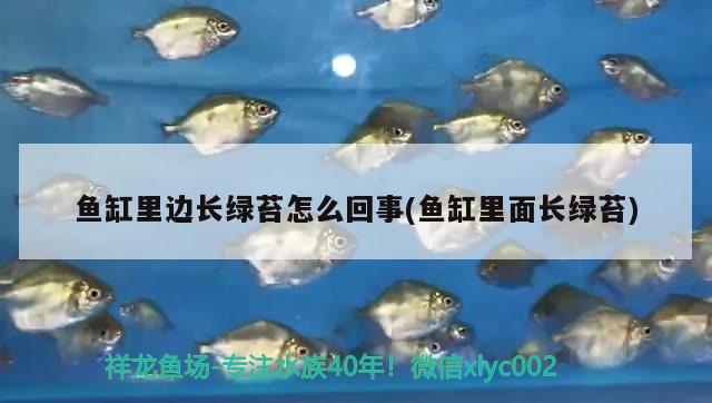 魚缸里邊長綠苔怎么回事(魚缸里面長綠苔)