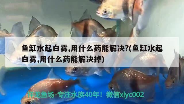 魚缸水起白霧,用什么藥能解決?(魚缸水起白霧,用什么藥能解決掉)