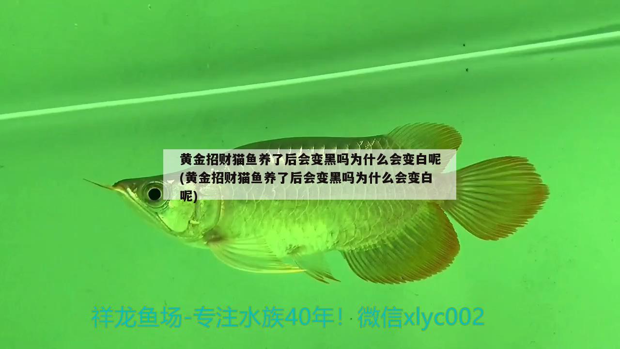 石家莊哪里有做魚缸的地方(石家莊有專門批發(fā)魚缸的嗎)