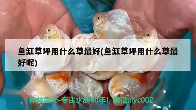 魚缸草坪用什么草最好(魚缸草坪用什么草最好呢)