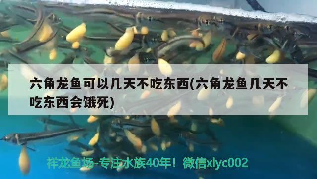 六角龍魚可以幾天不吃東西(六角龍魚幾天不吃東西會餓死)