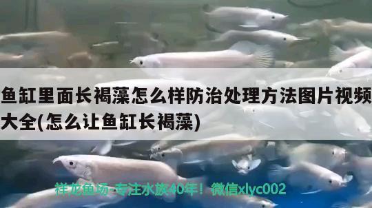 魚缸里面長褐藻怎么樣防治處理方法圖片視頻大全(怎么讓魚缸長褐藻)