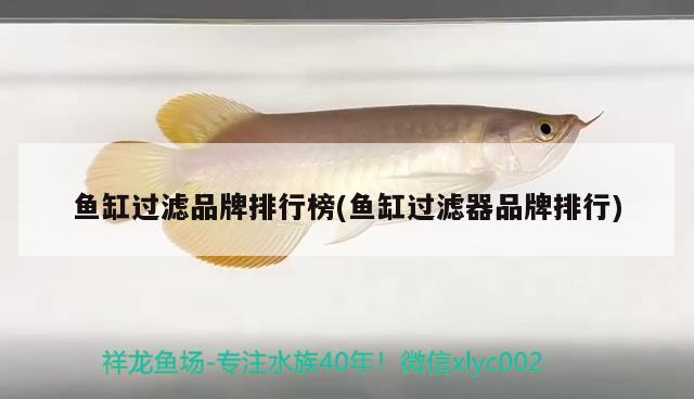 魚缸過濾品牌排行榜(魚缸過濾器品牌排行) 福魟魟魚