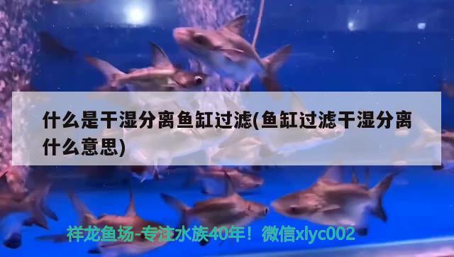 什么是干濕分離魚缸過濾(魚缸過濾干濕分離什么意思) 狗仔（招財貓)魚苗