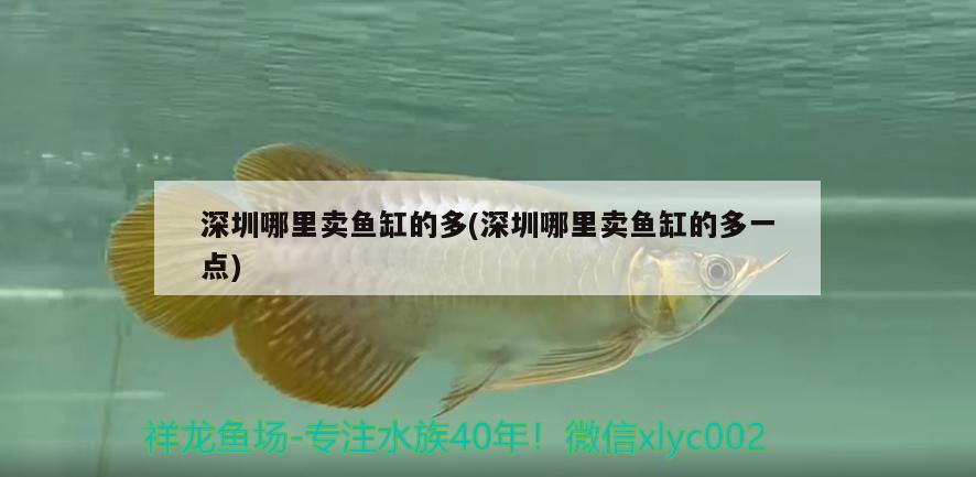 深圳哪里賣魚缸的多(深圳哪里賣魚缸的多一點) 印尼虎苗