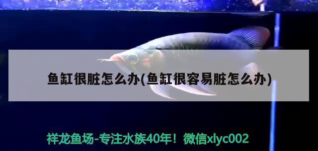 魚缸很臟怎么辦(魚缸很容易臟怎么辦)