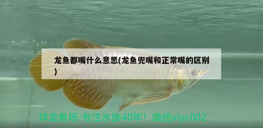 龍魚都嘴什么意思(龍魚兜嘴和正常嘴的區(qū)別)