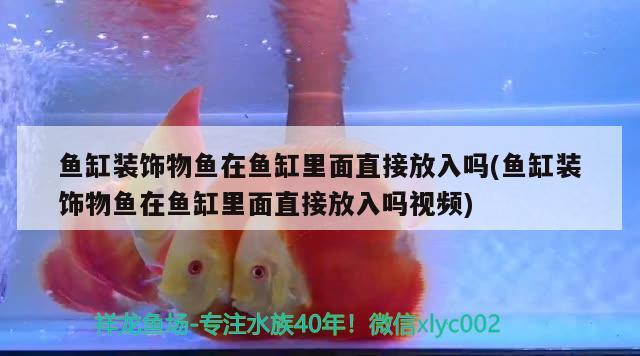 海洋水族館的魚，你知道多少？（上海海洋水族館作文2、描寫水族館作文3、許昌海洋館） 黃金鴨嘴魚 第2張