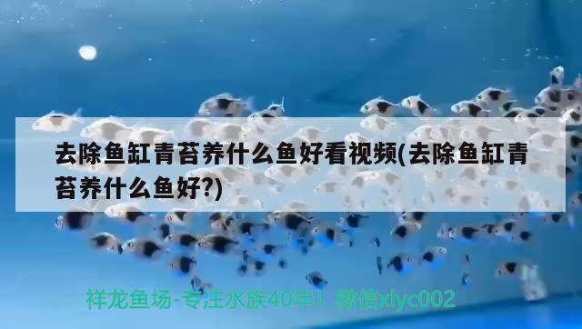 去除魚缸青苔養(yǎng)什么魚好看視頻(去除魚缸青苔養(yǎng)什么魚好?)