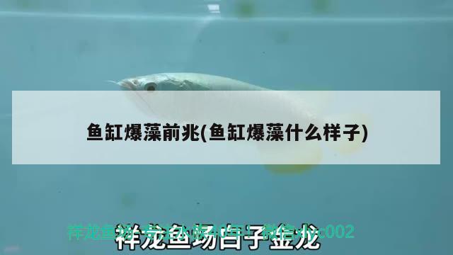 魚缸爆藻前兆(魚缸爆藻什么樣子) 魚糧魚藥