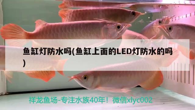 魚缸燈防水嗎(魚缸上面的LED燈防水的嗎)