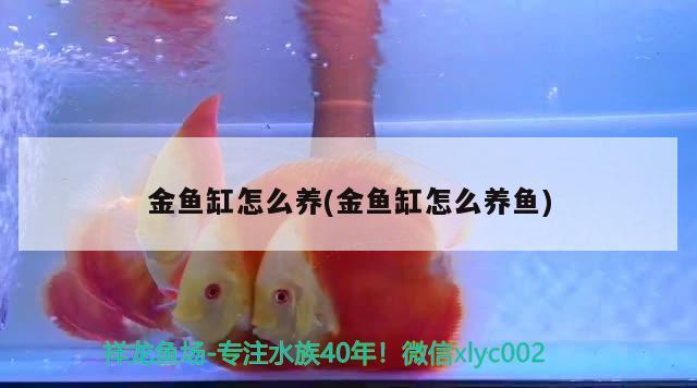 金魚缸怎么養(yǎng)(金魚缸怎么養(yǎng)魚) 其它水族用具設(shè)備