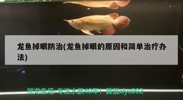 龍魚掉眼防治(龍魚掉眼的原因和簡單治療辦法)