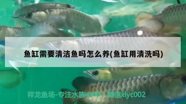 魚缸需要清潔魚嗎怎么養(yǎng)(魚缸用清洗嗎) 黑白雙星