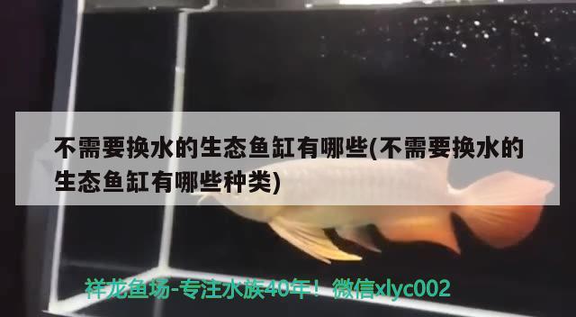 魚缸擺在院子什么位置好（魚缸擺在院子什么位置好呢） 黃金斑馬魚