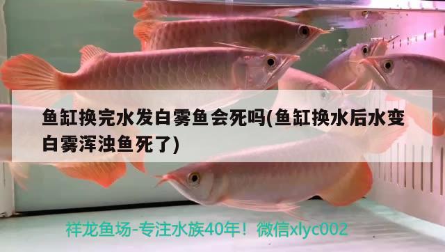 魚缸換完水發(fā)白霧魚會死嗎(魚缸換水后水變白霧渾濁魚死了)