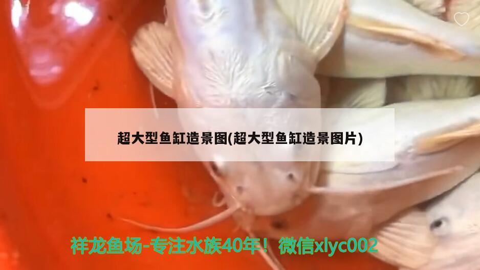 超大型魚缸造景圖(超大型魚缸造景圖片) 肥料