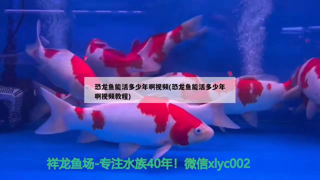 恐龍魚能活多少年啊視頻(恐龍魚能活多少年啊視頻教程) 野生地圖魚