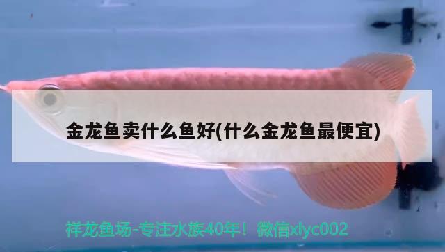 銀龍魚養(yǎng)殖水溫是多少度合適呀（銀龍魚養(yǎng)殖水溫是多少度合適呀圖片） 銀龍魚 第1張