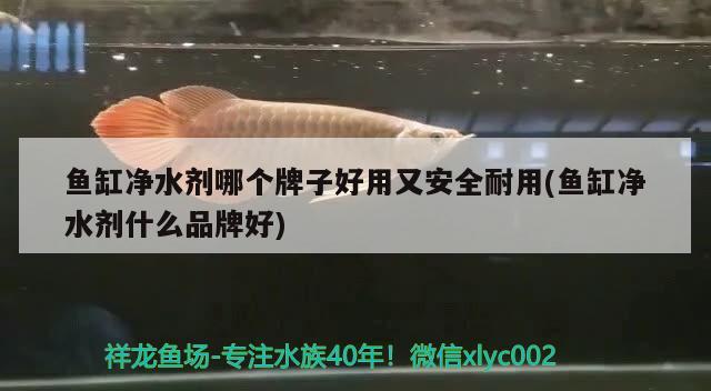 魚(yú)缸凈水劑哪個(gè)牌子好用又安全耐用(魚(yú)缸凈水劑什么品牌好) 赤荔鳳冠魚(yú)