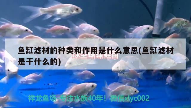 魚缸濾材的種類和作用是什么意思(魚缸濾材是干什么的) 黃金河虎魚