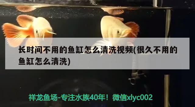 長時間不用的魚缸怎么清洗視頻(很久不用的魚缸怎么清洗) 古典過背金龍魚