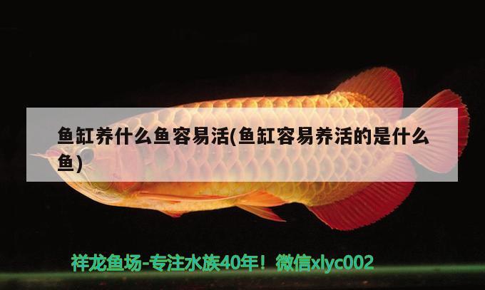 魚缸養(yǎng)什么魚容易活(魚缸容易養(yǎng)活的是什么魚) 巴卡雷龍魚