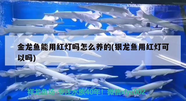 金龍魚能用紅燈嗎怎么養(yǎng)的(銀龍魚用紅燈可以嗎) 銀龍魚