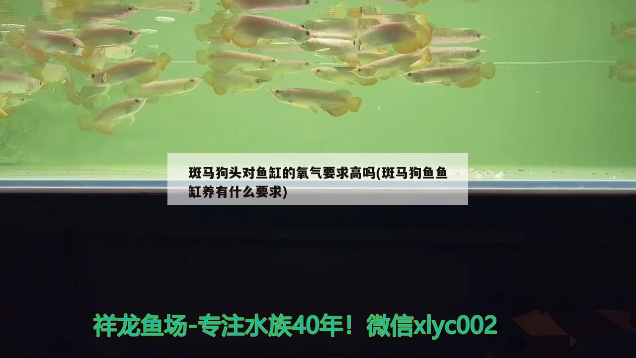 斑馬狗頭對(duì)魚(yú)缸的氧氣要求高嗎(斑馬狗魚(yú)魚(yú)缸養(yǎng)有什么要求)