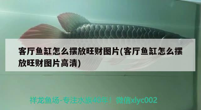 客廳魚缸怎么擺放旺財(cái)圖片(客廳魚缸怎么擺放旺財(cái)圖片高清)