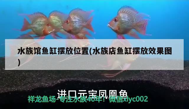 水族館魚缸擺放位置(水族店魚缸擺放效果圖) 飛鳳魚