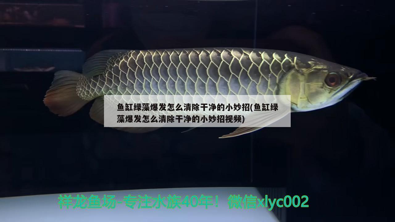 魚缸綠藻爆發(fā)怎么清除干凈的小妙招(魚缸綠藻爆發(fā)怎么清除干凈的小妙招視頻)