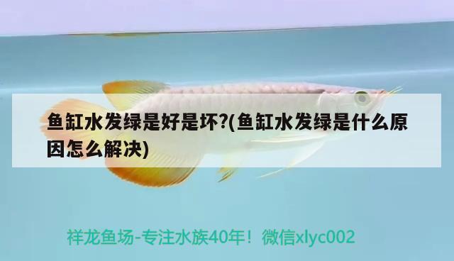 魚缸水發(fā)綠是好是壞?(魚缸水發(fā)綠是什么原因怎么解決) 細(xì)線銀板魚苗