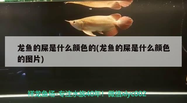 龍魚的屎是什么顏色的(龍魚的屎是什么顏色的圖片)