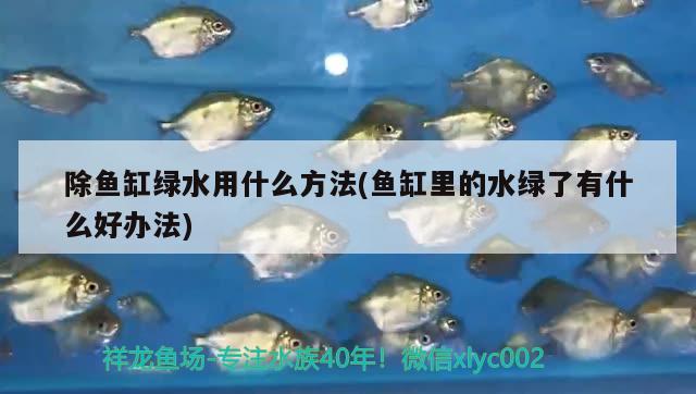 除魚(yú)缸綠水用什么方法(魚(yú)缸里的水綠了有什么好辦法) 委內(nèi)瑞拉奧里諾三間魚(yú)苗